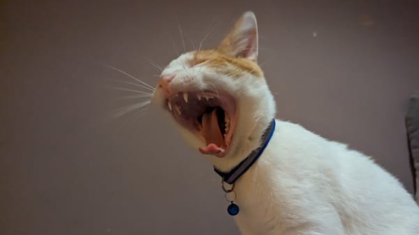 An orange and white cat yawning.